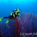 seafan_kj_h_0705_png0018.jpg
